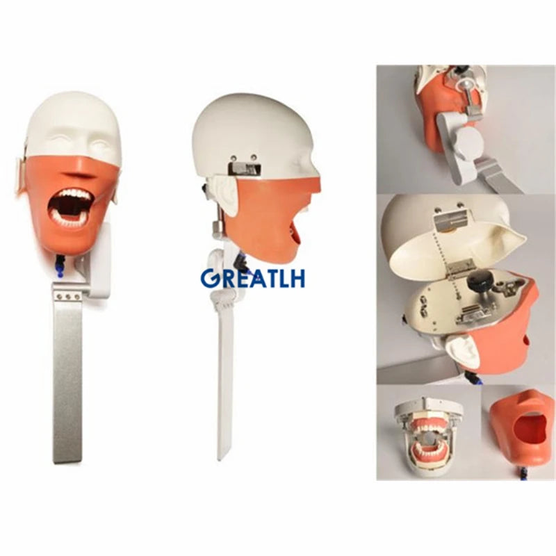 Dental Phantom Head Simulation Dental Training Teeth Head model  Install to Dental Chiar Dentist Practise Model