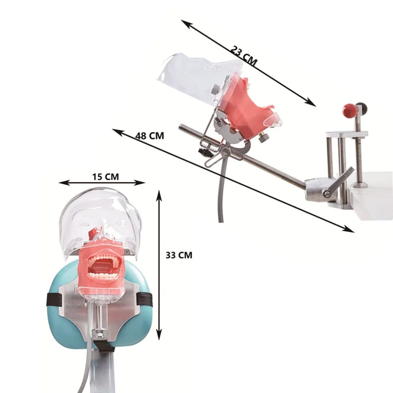 Simple Head Model Dental Simulator Phantom Manikin With Teeth For Dentist Teaching Practice Training Study   Dentistry Equipment