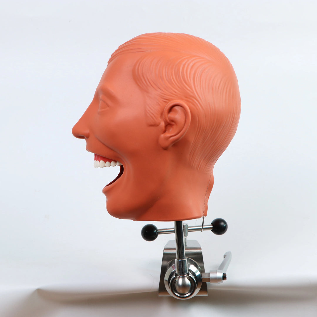 Dental Simulator Nissin Manikin Phantom Head Dental Phantom Head Model With New Style Bench Mount For Dentist Education