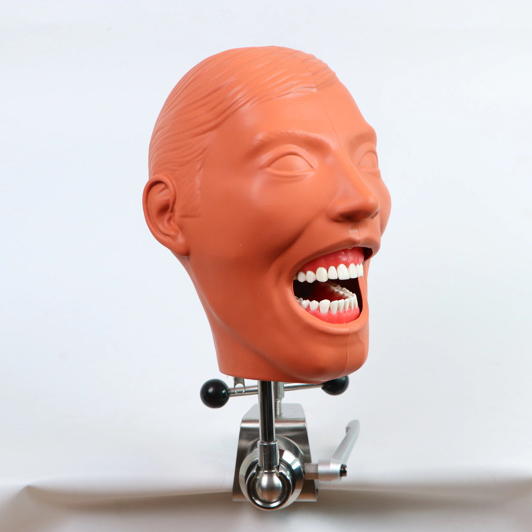 Dental Simulator Nissin Manikin Phantom Head Dental Phantom Head Model With New Style Bench Mount For Dentist Education