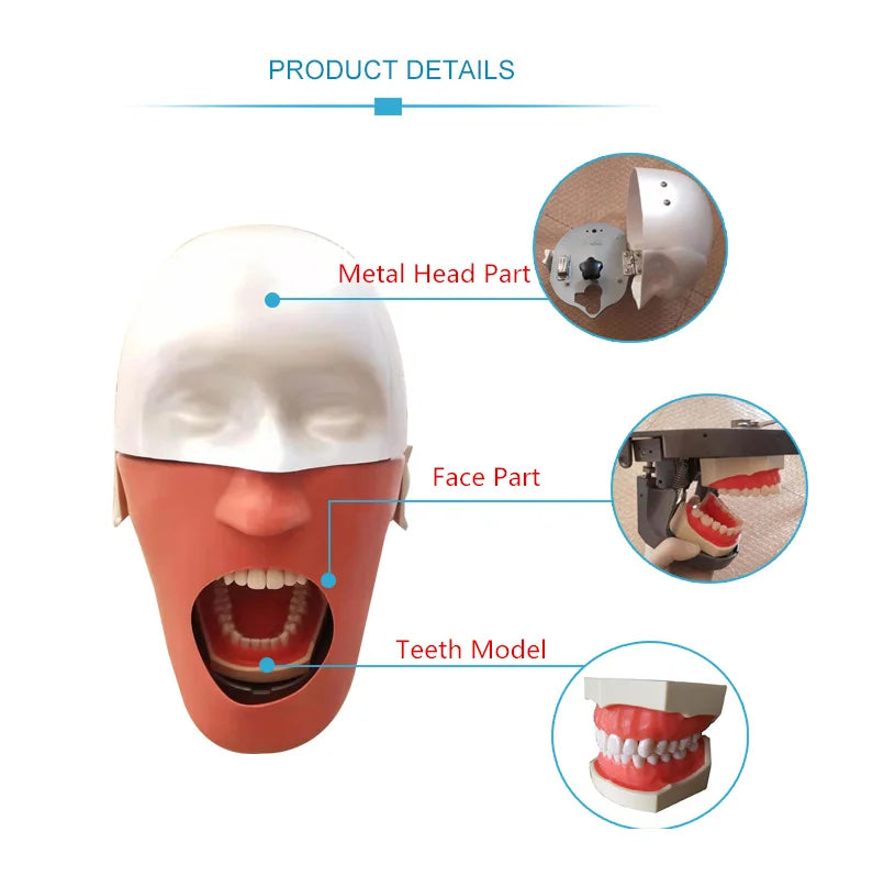 Dental Phantom Head Simulation Dental Training Teeth Head model  Install to Dental Chiar Dentist Practise Model