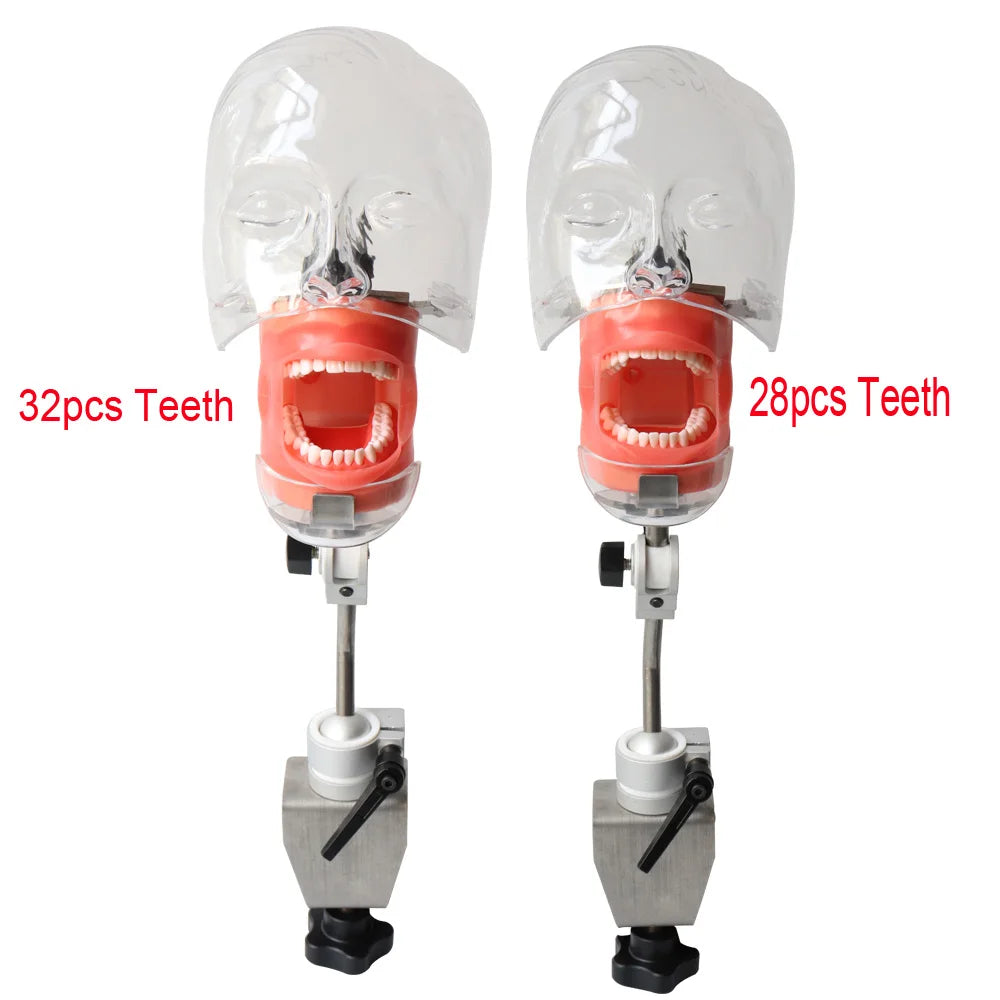 Head Model Dental Simulator Phantom Head Model for Dentist Teaching Model Dentist Education Bench Mount with Teeth Model