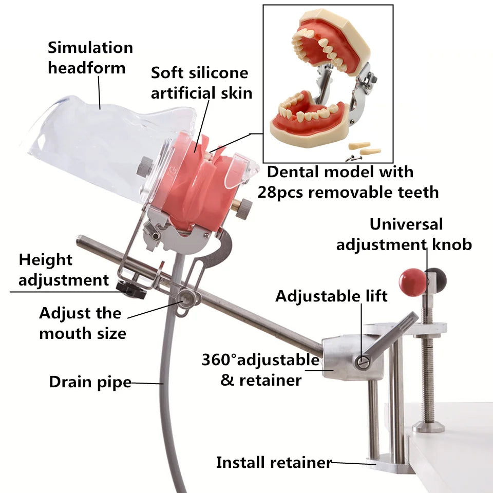 Simple Head Model Dental Simulator Phantom Manikin With Teeth For Dentist Teaching Practice Training Study   Dentistry Equipment