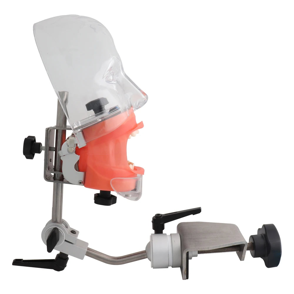 Head Model Dental Simulator Phantom Head Model for Dentist Teaching Model Dentist Education Bench Mount with Teeth Model