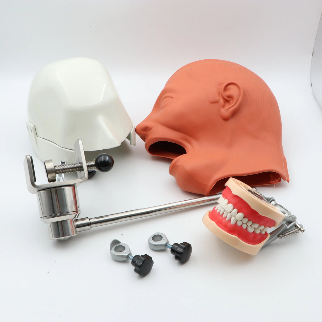 Dental Simulator Nissin Manikin Phantom Head Dental Phantom Head Model With New Style Bench Mount For Dentist Education