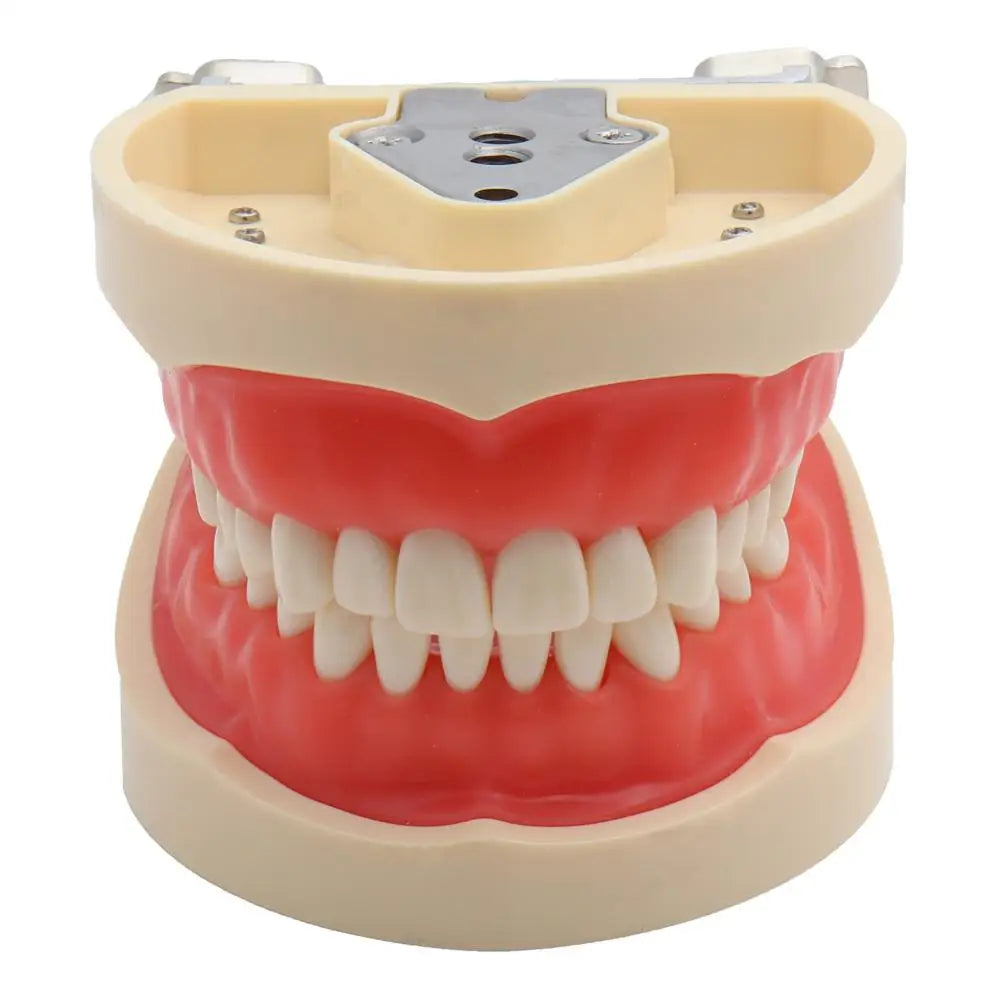 Head Model Dental Simulator Phantom Head Model for Dentist Teaching Model Dentist Education Bench Mount with Teeth Model