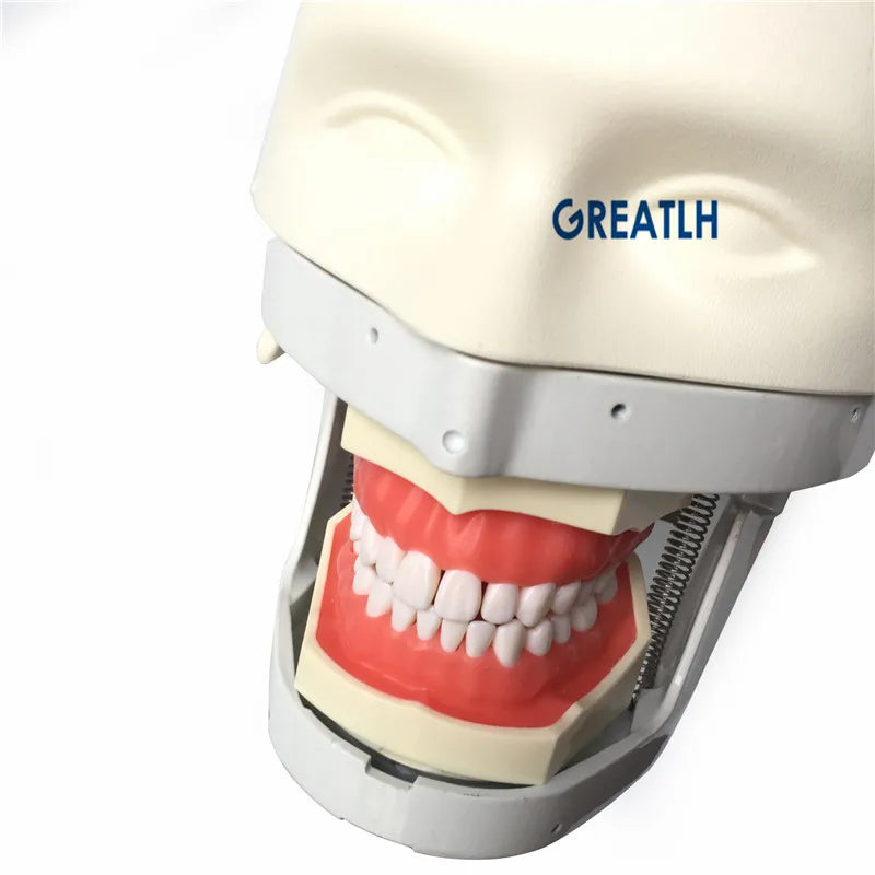 Dental Phantom Head Simulation Dental Training Teeth Head model  Install to Dental Chiar Dentist Practise Model