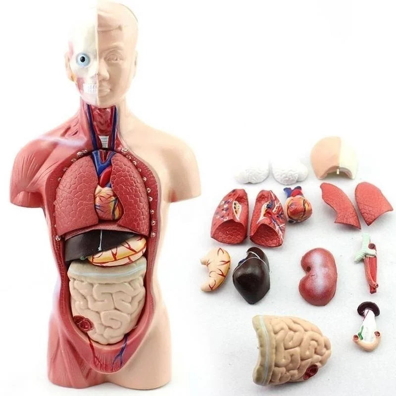 28cm Removable Human Torso Body Model Anatomy Anatomical Medical Internal Organs For Teaching