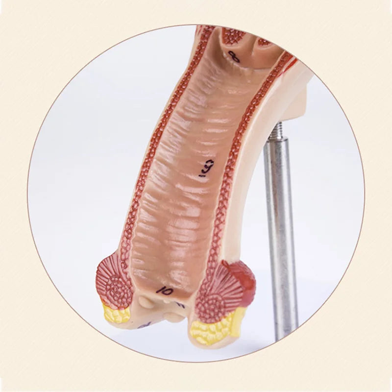 1:1 Human Female Uterus Ovary Fallopian Tubes Model Anatomical Human Anatomy Model Medical Teaching Tools