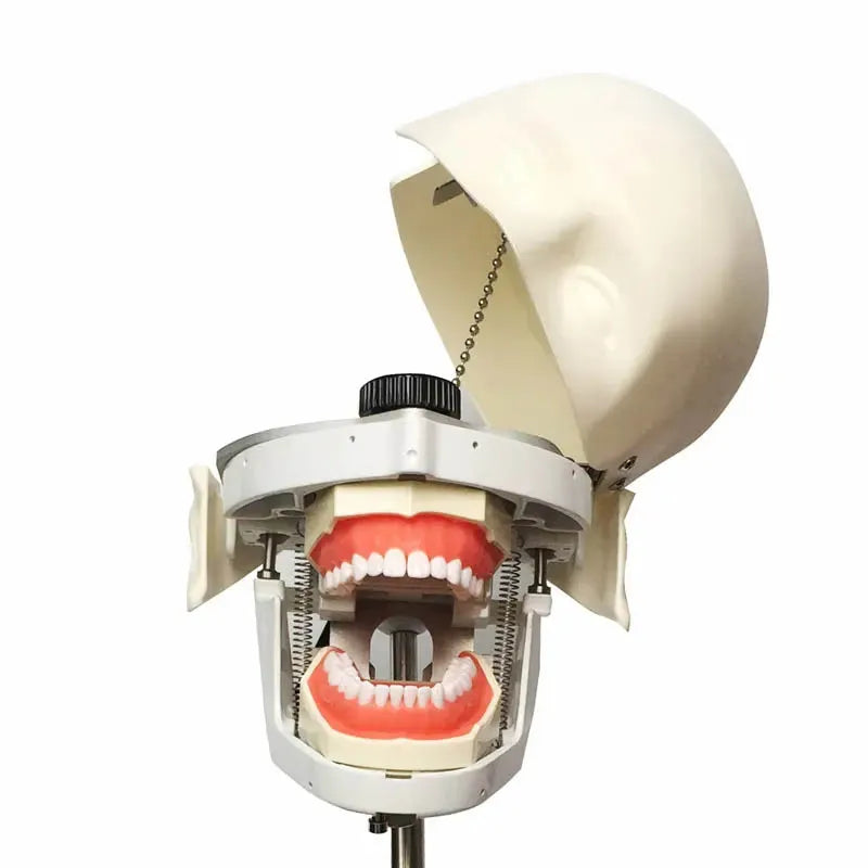 Head Model Dental Simulator Manikins Phantom For Dentist Teaching Practice Training Study Dentistry Equipment