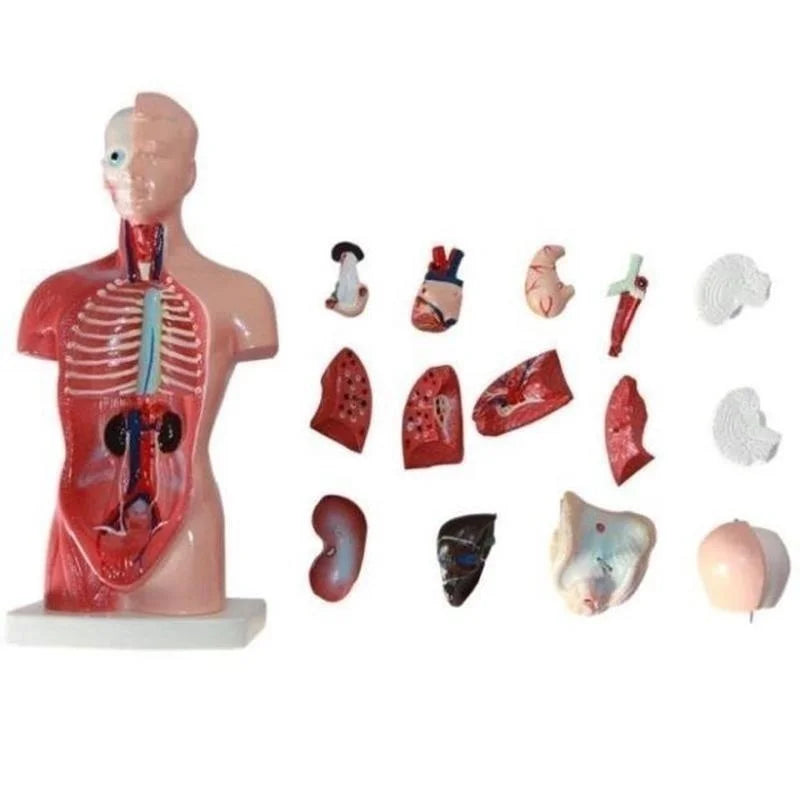 28cm Removable Human Torso Body Model Anatomy Anatomical Medical Internal Organs For Teaching