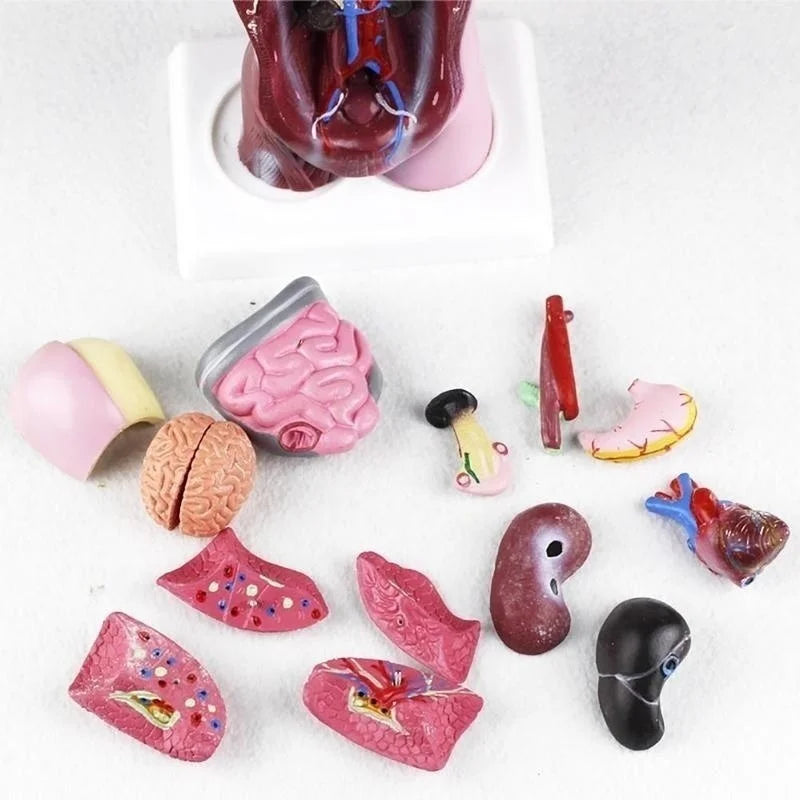 28cm Removable Human Torso Body Model Anatomy Anatomical Medical Internal Organs For Teaching