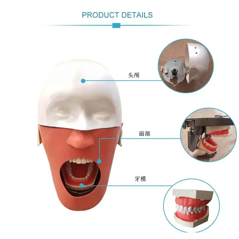 Head Model Dental Simulator Manikins Phantom For Dentist Teaching Practice Training Study Dentistry Equipment