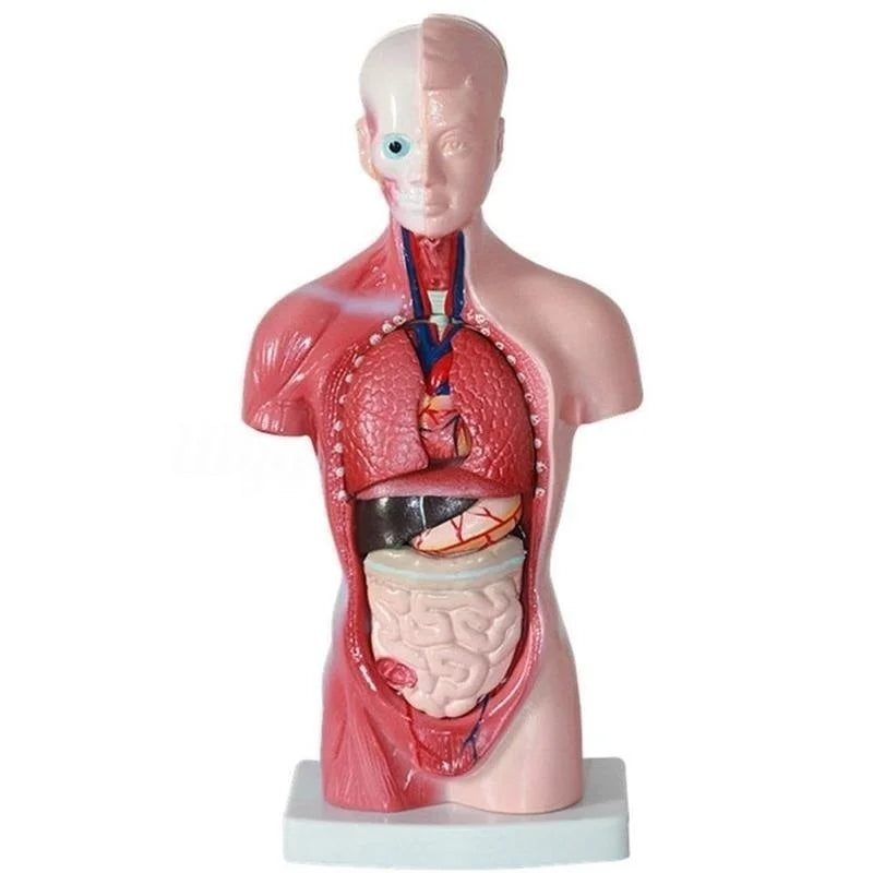 28cm Removable Human Torso Body Model Anatomy Anatomical Medical Internal Organs For Teaching