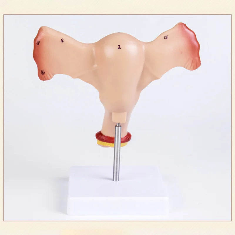 1:1 Human Female Uterus Ovary Fallopian Tubes Model Anatomical Human Anatomy Model Medical Teaching Tools