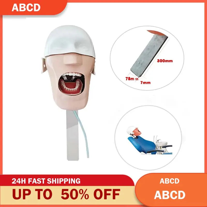 Head Model Dental Simulator Manikins Phantom For Dentist Teaching Practice Training Study Dentistry Equipment