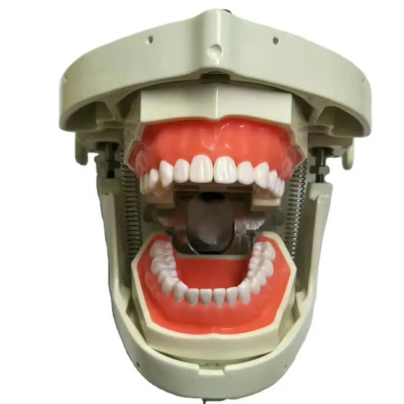 Head Model Dental Simulator Manikins Phantom For Dentist Teaching Practice Training Study Dentistry Equipment